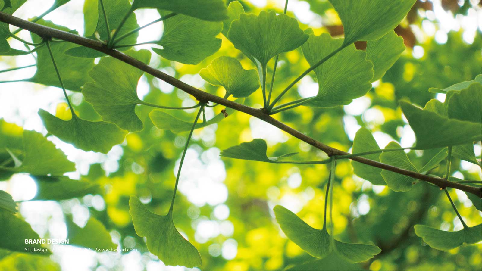 vi設計一套收費標準怎么看？