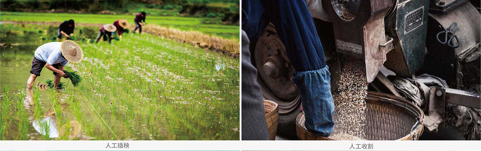 1562677241829515.jpg 吉林大米-磨粒谷